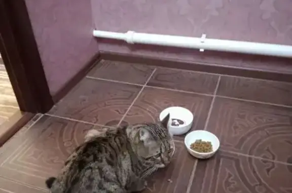 Пропала кошка, Украинский переулок, Таганрог - коричневый окрас с серым - photo