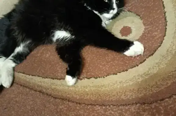 Пропал кот, улица Папина, городской округ Липецк - персидский, черно-белый - photo