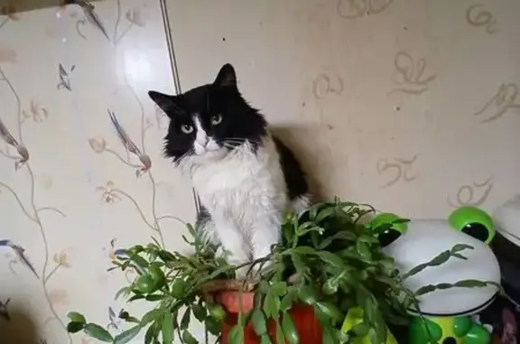 Пропал кот, Лесная улица, Ржев - шерсть часто масляная - photo