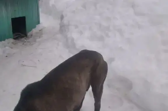 Найдена собака, Назарьево, фото: Найден собака, Центральная улица, 66, Назарьево - порода Канне корсо, очень истощен