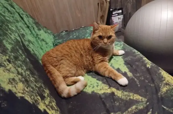 Пропал кот, Петербургское шоссе, 7А, городской округ Тверь - большой рыжий с белыми пятнами - photo