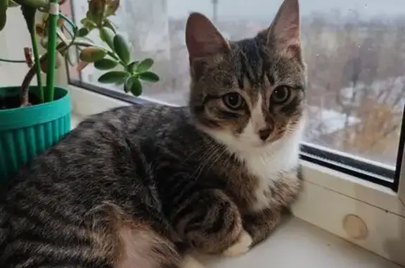 Пропал кот, Набережная улица, Красный Яр - белый окрас задних лап - photo