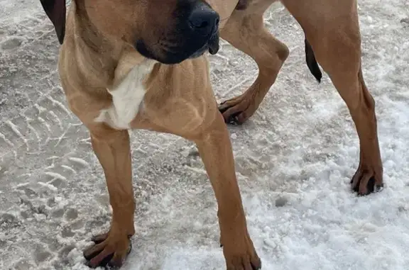 Найдена собака, Обнинск, фото: Найден собака, мужской, Киевское шоссе, Обнинск