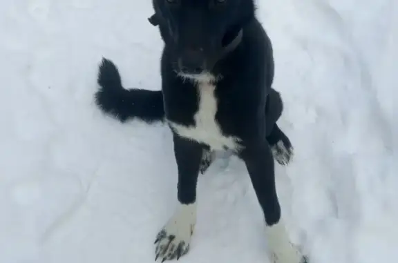 Найдена собака, Долгодеревенское, фото: Найден собака, дорога на гору Соколинка, Долгодеревенское - молодой чёрный пёс