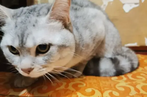 Найдена кошка, Иркутск, фото: Найден кот, Советская улица, 75, Иркутск - британец светло-серого цвета