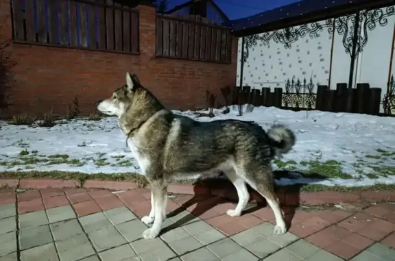 Пропал собака, Покровская улица, 20, Омск - лайка смешанная с волком - photo