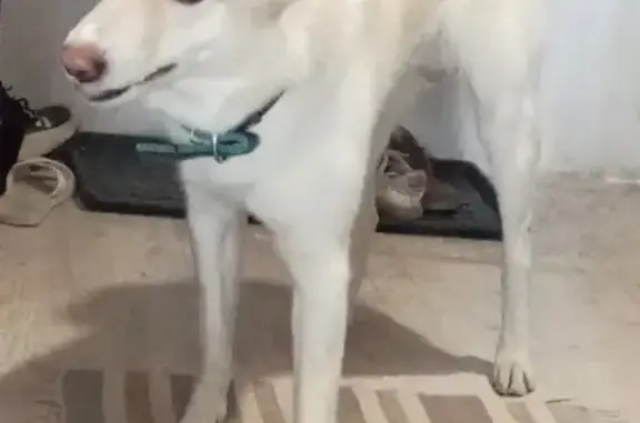 Пропала собака, улица Романова, Новосибирск - photo