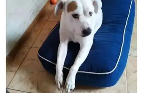 Пропала собака, девочка, Киевская улица, 80, Краснодар - photo