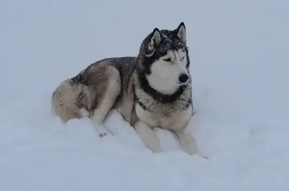 Пропала собака, Октябрьская улица, 61, Ямное - порода хаски, кличка Пандора - photo
