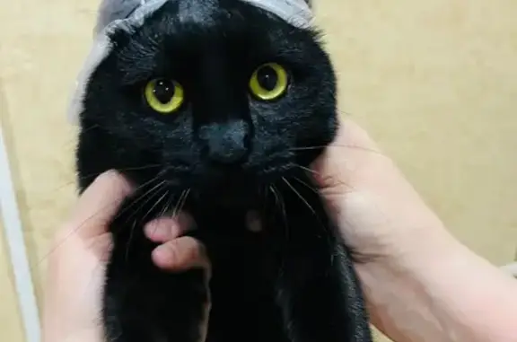 Кошки потеряшки, Магнитогорск, фото: Потеряшка кот, Московская улица, 40Б, Магнитогорск - черный, вислоухий