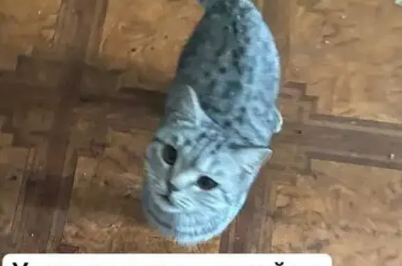 Найдена кошка, Шелехов, фото: Найден кот, Шелехов, Иркутская область - ласковый и домашний