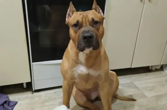 Собаки потеряшки, Строитель, фото: Потеряшка собака, Центральная улица, Строитель