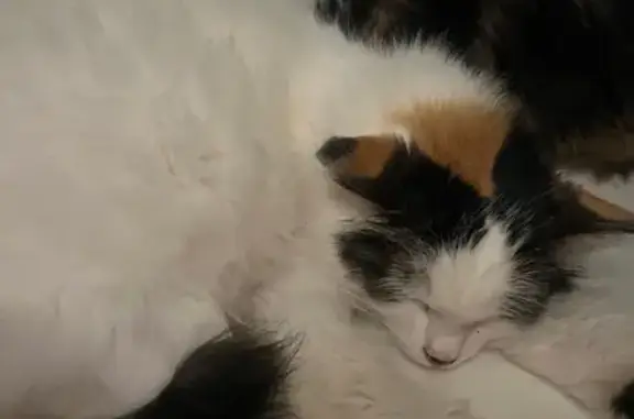 Пропала кошка, улица Гагарина, 8, Миловка - photo