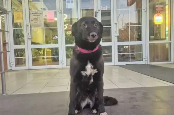 Найдена собака, Астрахань, фото: Найдена собака, улица Николая Островского, 124, Астрахань - розовый ошейник