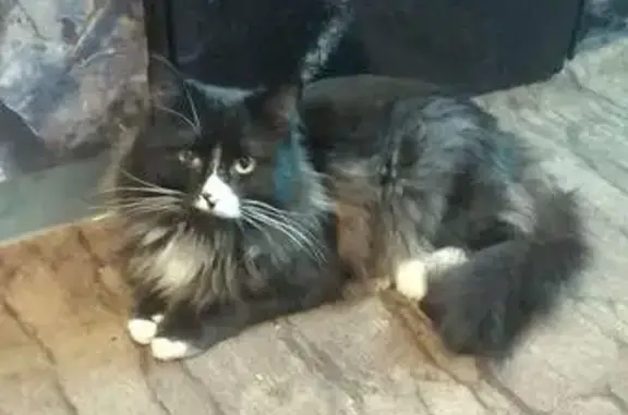 Пропал кот, улица Цепулина, Ртищево - чёрный с белым окрасом - photo