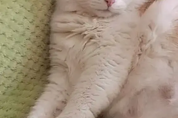 Пропала кошка, Выборгское шоссе, 23 к2, Санкт-Петербург - рыже-белая, 12 лет - photo