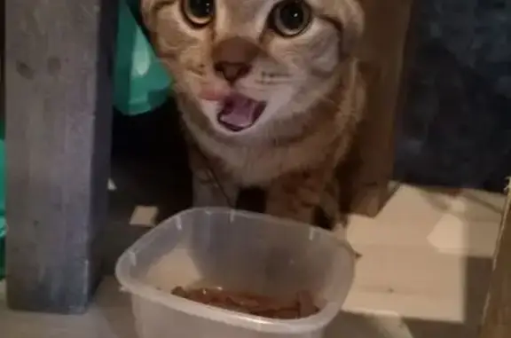 Найденные животные Великий Новгород, фото: Найден кот, улица Зелинского, 23, Великий Новгород - маленький полосатый с жёлтыми глазами