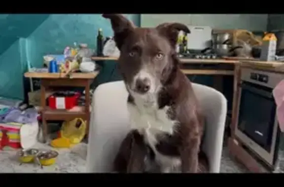 Пропал собака, Калининградское шоссе, Шоссейное - кличка Кант, откликается на Умку - photo