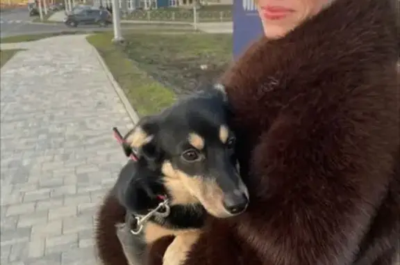 Найдена собака, Краснодар, фото: Найдена собака, Воронежская улица, Краснодар - девочка с ошейником