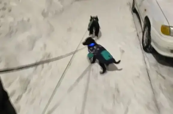 Пропал собака, Садоводческая улица, Набережные Челны - черный с белым галстуком - photo