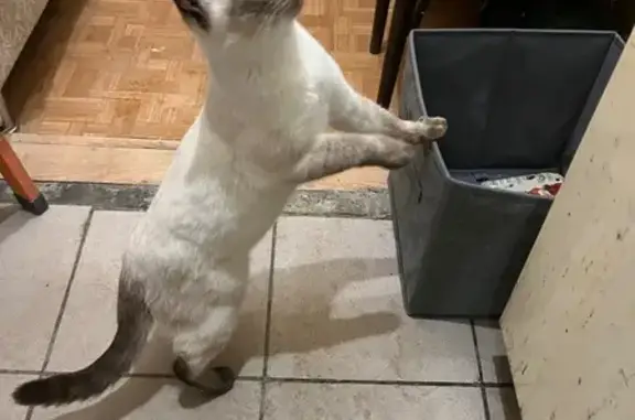 Найдена кошка, Екатеринбург, фото: Найден кот, Панельная улица, 11Б, Екатеринбург - ожидает хозяина