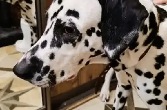 Найдена собака, Томск, фото: Найден собака, Томск