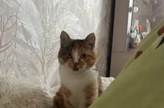 Пропала кошка, Пионерская улица, 9, Ивановка - трехцветная с рыжим оттенком - photo