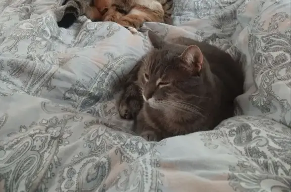 Пропал кот, улица Мира, 19, Еткуль - серый, старенький - photo