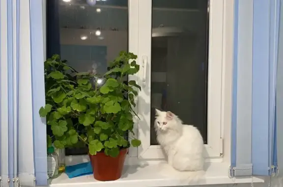 Пропала кошка, Дюртюли, Башкирия - photo