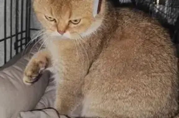 Найдена кошка, Звенигород, фото: Найдена кошка, Звенигород, Московская область - золотистая шиншилла