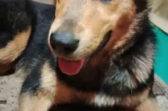 Найдена собака, Малоярославец, фото: Найдена собака, Звёздная улица, 1, Малоярославец - ласковая, не боится людей