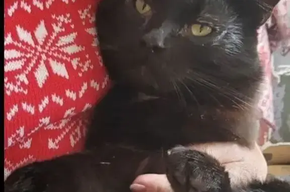 Найдена кошка, Бузулук, фото: Найден кот, улица Максима Горького, 59, Бузулук - чёрный с белой бабочкой