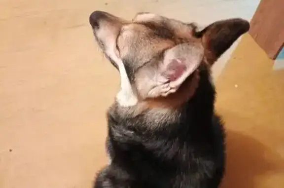 Найдена собака, Зеленогорск, фото: Найдена собака, Зеленогорск, Красноярский край - черный с рыжим