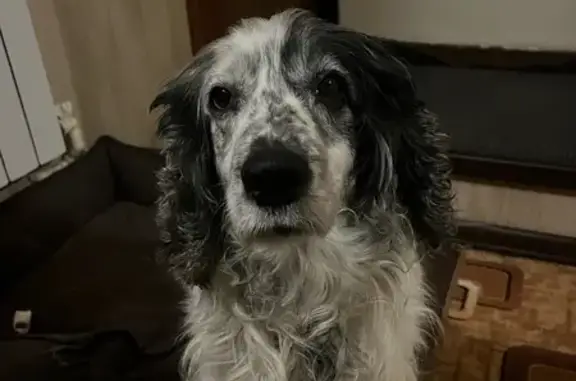 Пропал собака, Досчатое, Нижегородская область - черно-белый спаниель - photo