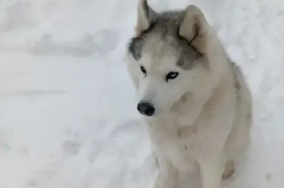 Найдена собака, Молодёжный, фото: Найдена собака, улица Вадима Усова, 4, Молодёжный - разноцветные глазки, дружелюбная