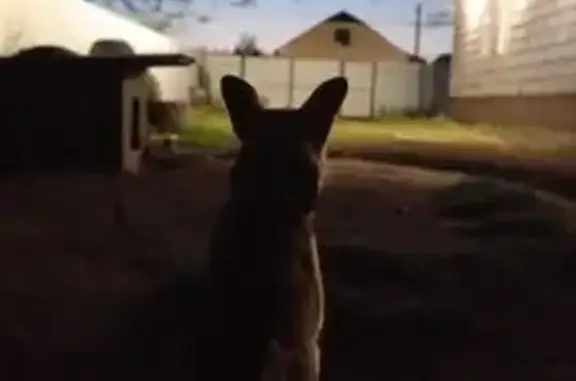 Пропал собака, 7-я Загородная улица, 14, Палимовский сельсовет - photo