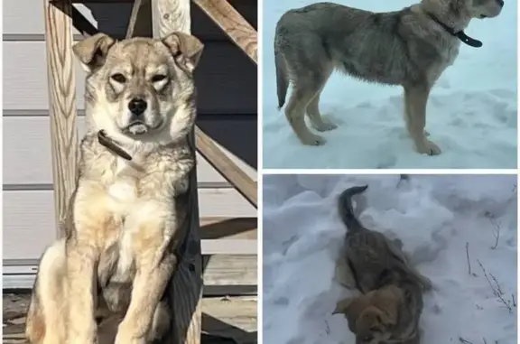 Пропал собака, улица Якина, Старый Сибай - очень веселая и любит играть - photo