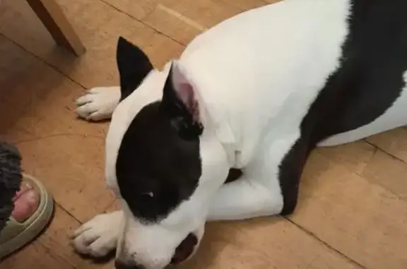 Найдена собака, Челябинск, фото: Найден собака, мужской, улица Румянцева, 26, Челябинск - чёрно-белый стафф 6-7 месяцев