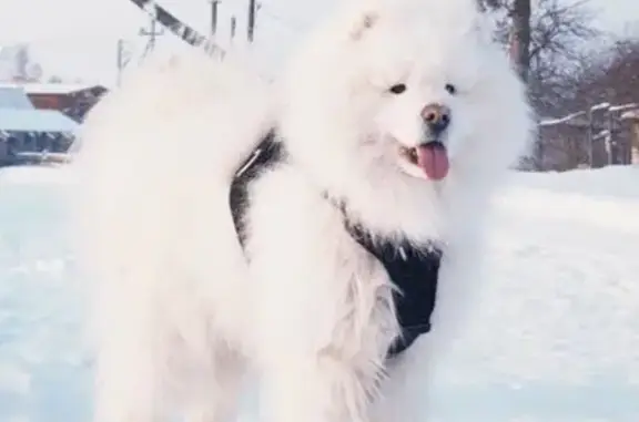 Пропал собака, Богородск, Нижегородская область - белый окрас, похож на медвежонка - photo