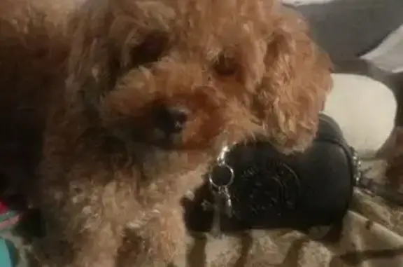 Пропала собака, Калининград, Калининградская область - может откликаться на Пабло - photo