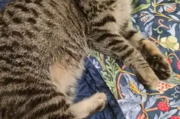 Пропал кот, улица Громова, 44, Ярославль - окрас 