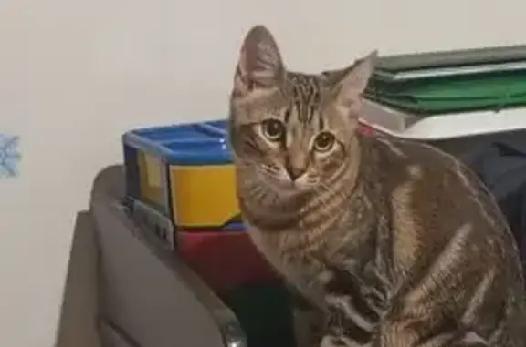 Пропал кот, район Гагарина 15-17, Южный - рыжевато-коричневый окрас - photo