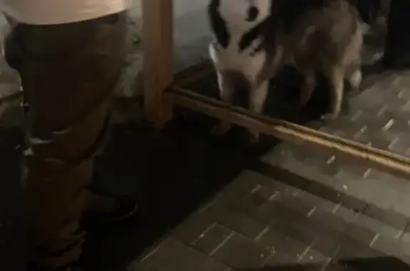 Найденные животные Тула, фото: Найдена собака, Путейская улица, Тула - черно-белая, девочка