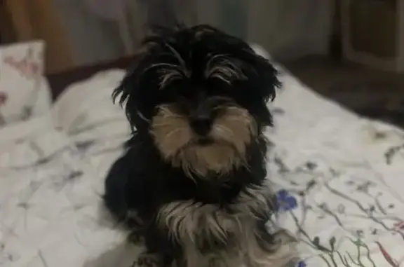 Пропала собака, девочка, улица Тронина, Георгиевск - photo