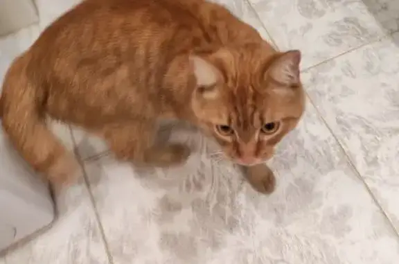 Найдена кошка, Бийск, фото: Найден кот, Социалистическая улица, 40, Бийск - рыжий с коротким изломанным хвостом