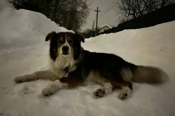 Найденные животные Зубово, фото: Найден собака, мужской, Пенье, Московская область - ласковый с веснушками на носу