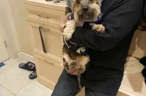 Пропал собака, улица 2-я Линия, Балашиха - йорк с красным ошейником - photo