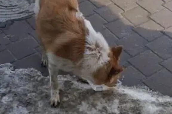 Найдена собака, Екатеринбург, фото: Найдена собака, Пестеревский переулок, Екатеринбург - добрая, ищет хозяина