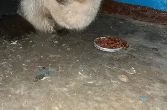 Найдена кошка, Юрга, фото: Найдена кошка, Фестивальная улица, 1Б, Юрга - чёрно-белая и очень ласковая