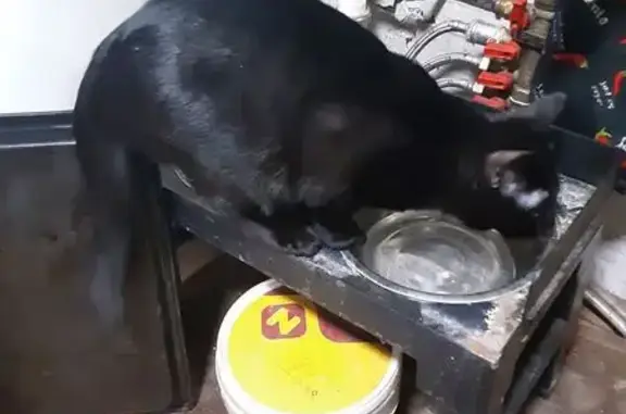 Пропал кот, Малаховская улица, 55, Малаховка - чёрный, в красном ошейнике с бубенчиком - photo